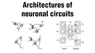 Architecture Of Neural Circuits