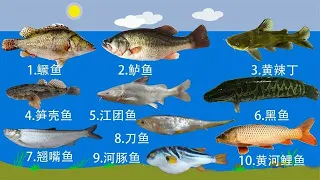 钓鱼人公认的10种最好吃的淡水鱼，黄河鲤鱼上榜，四大家鱼落榜！