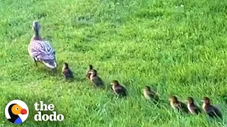 Mama Duck Waits Patiently For Neighbors To Rescue Her Babies | The Dodo