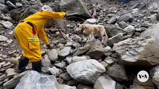 Taiwan's search dogs lauded for locating earthquake victims | VOA News