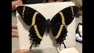 How to pin a butterfly 🦋 cómo disecar una mariposa proceso completo, fácil y casero