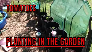 GREEN HOUSE AND GARDEN PLANTING IN THE BIG GARDEN