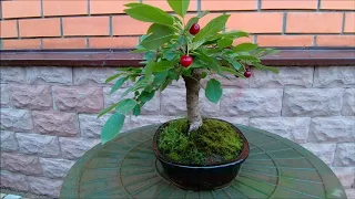 2020 лето Бонсай вишня кудрявая Сurly cherry