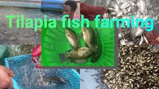 Secrets to Successful Tilapia Fish Farming