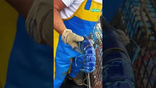🦞 There's a 1 in 2,000,000 chance you'd catch a rare blue lobster #shorts