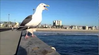 Laughing Seagull