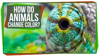 How Do Animals Change Color?