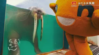 【公式】巷のonちゃん＃244　おたる水族館　つむぎちゃん