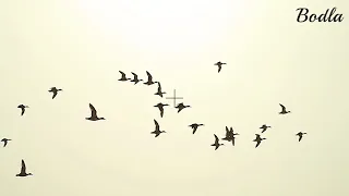 Duck shooting compilation 2020 by Mian Abu Bakar Bodla