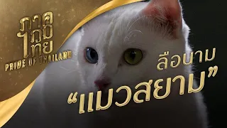 ลือนาม แมวสยาม | ภาคภูมิไทย ซีซัน 1