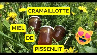 RECETTE CRAMAILLOTTE - MIEL DE PISSENLIT : un régal pour les papilles