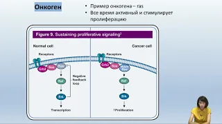Лекция 12. Молекулярные основы канцерогенеза.