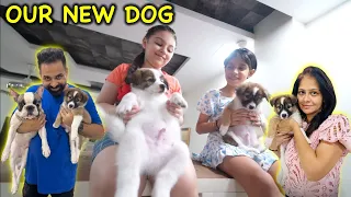 Meet Our New Dog 😍 | Harpreet SDC