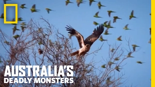 The Battle of the Birds | Australia's Deadly Monsters