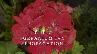 How to propagate Geranium Ivy!