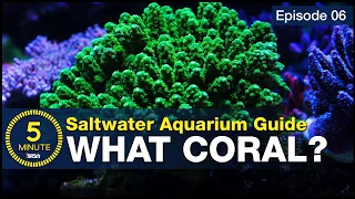 10 BEST beginner corals! You don’t have to be rich to stock a reef tank