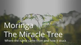 Moringa Benefits Documentary | "The Miracle Tree" | #moringa #moringabenefits
