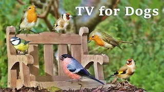 Dog Watch TV Spectacular - Videos for Dogs to Watch Garden Birds ✅