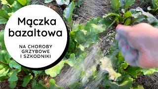 ⬆️Proszek, który zwalcza mszyce💥 mega wzmacnia rośliny💪 chroni od chorób grzybowych👍 i od ślimaków🐌🐌