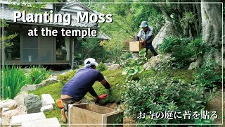 (Pro.14) Planting moss at the temple garden.  【Japanese Garden】