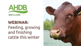 WEBINAR: Growing and finishing cattle this winter