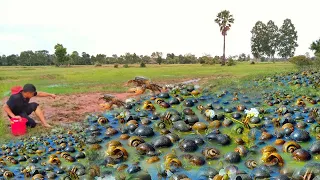 Amazing Top Three Video Mixing ! Fisherman Catch lots of Crabs Snails and Eggs at rice field So nice