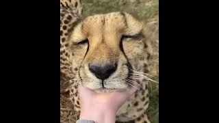Cheetah Purr ASMR (8H)