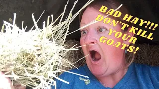 #363 Hay for Goats - What to Feed - What NOT to Feed