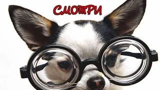 Смешное видео про собак. Funny dogs. Смешные ролики о собаках 2015 New