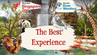 Maximizing Your Time at Singapore Zoo and River Wonders 🐼| How to See Everything in a Day