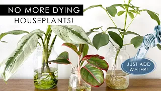 8 INDOOR PLANTS THAT CAN GROW IN WATER! *NO SOIL NEEDED!*