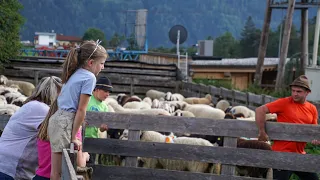 Abfahren und Schafschoad -  Stimmen zum Tag bei der Schafschoad