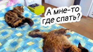 Коты имеют право, я - нет!