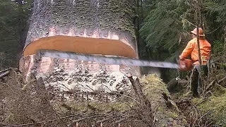 Dangerous Fastest Cutting Huge Tree Skills With Chainsaw. Incredible Tree Felling Compilation