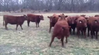 Молодые бычки и нетели породы Красный Абердин Ангус. Ферма в США