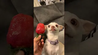 My chihuahua hates strawberry😂😂