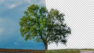 Как выделить и отделить от фона дерево в Photoshop. Секреты и приёмы фотошопа