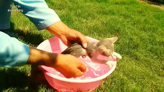 First bath of street kitten | First Rescue in our life  | Kitten Bath | Top One Pets TV