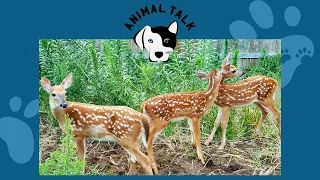 What to do if you come across an abandoned or injured fawn | Animal Talk