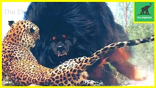 45 Dogs That Are Nightmares To Wild Animals | Animal Fight