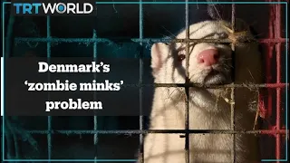 Denmark faces 'zombie minks' problem