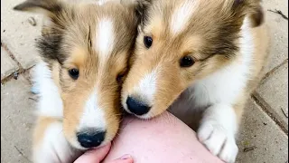 ADORABLE Rough Collie puppy puppies compilation cute moments lassie breed🥰🥰
