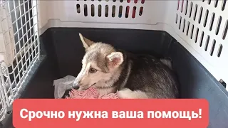 СРОЧНО нужна ваша помощь! Сегодня 2 собаки попали под машину