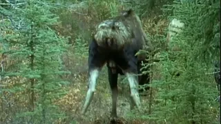 The Mighty call of the Virile Moose - Courting Moose in Mating Season