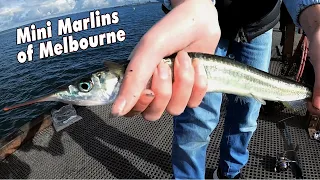 How To Catch Garfish | Mini Marlins of Melbourne