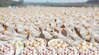 Raising 1000 Ducks for Eggs - Producing 1000 Duck Eggs Every Day - Ducks for Meat - Duck Farm - Duck