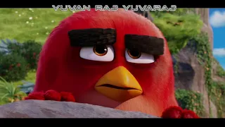 The Angry Birds Movie (2016) Telugu Dubbed Funny Scene - Raj Visual FX