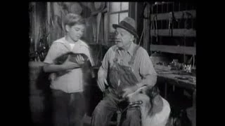 Lassie - Episode 35 - "The Wild Duck" (Season 2, #9 - 11/06/1955)