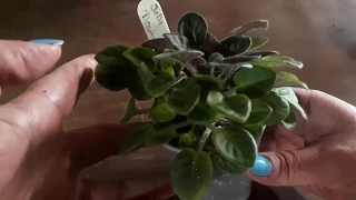 How to remove suckers and clean up an african  violet (major haircut)