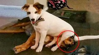 Best Funny Dogs 🐶 And Cats 😹 Videos - If You Laugh, You Lose!